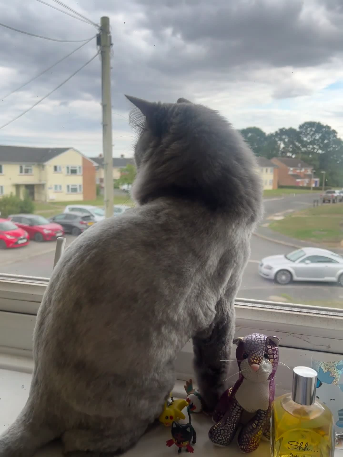 Mixed Breed cats for adoption: Poseidon  - Video 1