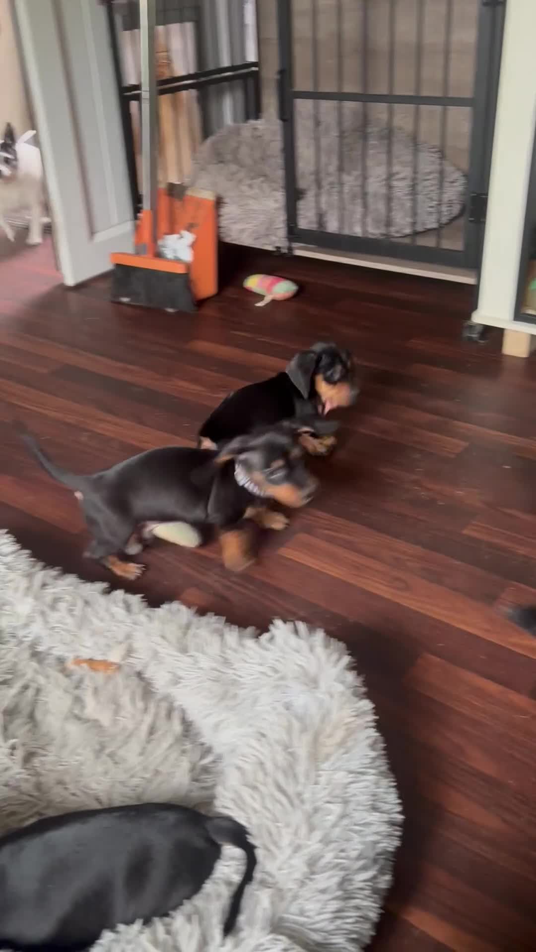Dachshund dogs for sale: Miniature Male Dachshunds  in Pontefract - Video 1