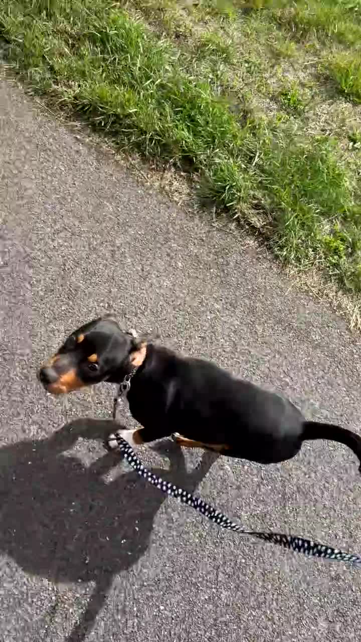 Mixed Breed dogs for sale: Beautiful 9 month old boy - Video 1