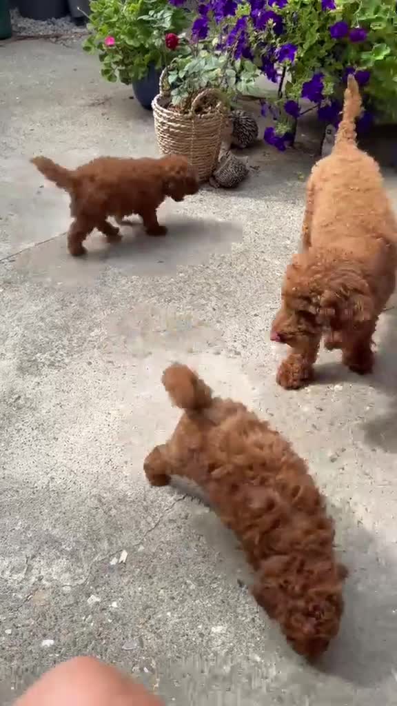 Toy Poodle dogs for sale: Waiting List Open 💞🏆 - Video 1