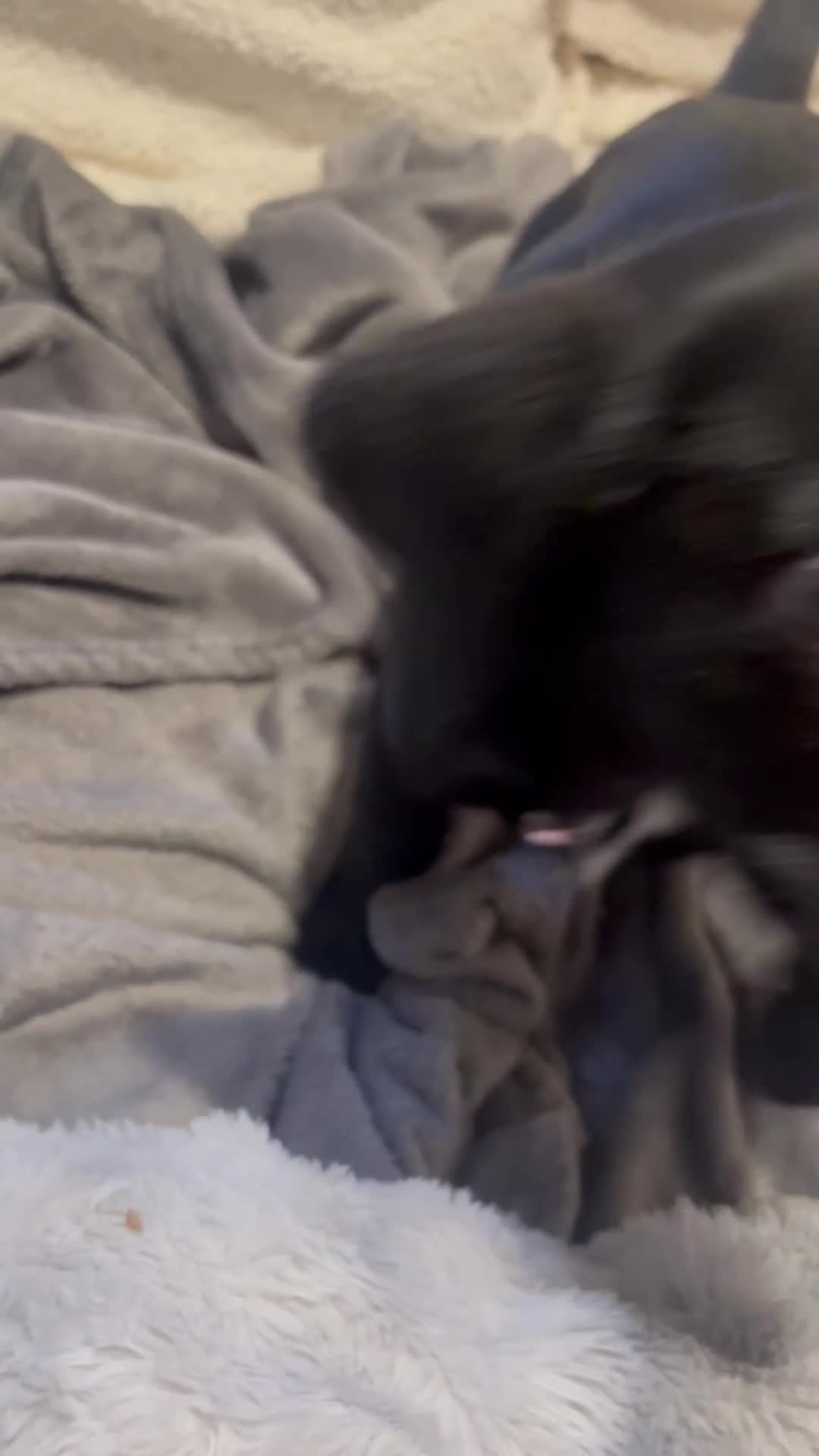 Cockerdor dogs for sale: Girl puppy  - Video 1