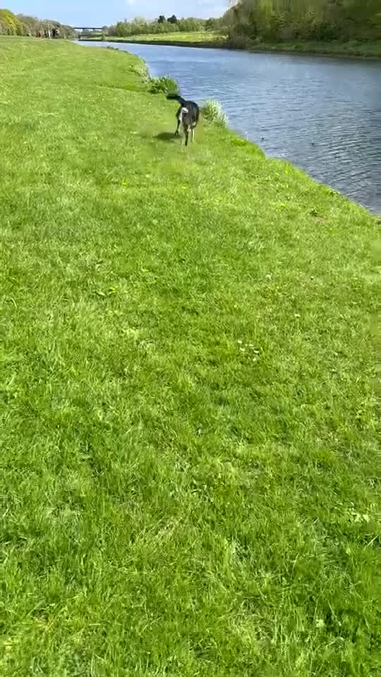 German Shepherd dogs for sale: 4 Year old Male German Shepherd  - Video 3