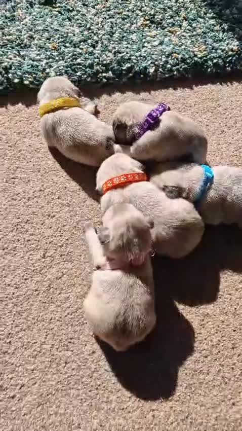 Pug dogs for sale: 🐾Beautiful Pug Puppies 🐾 - Video 3