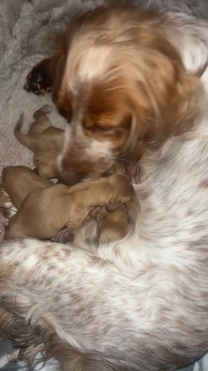 Cockalier dogs for sale: cocker spaniel King Charles spaniel pups - Video 2