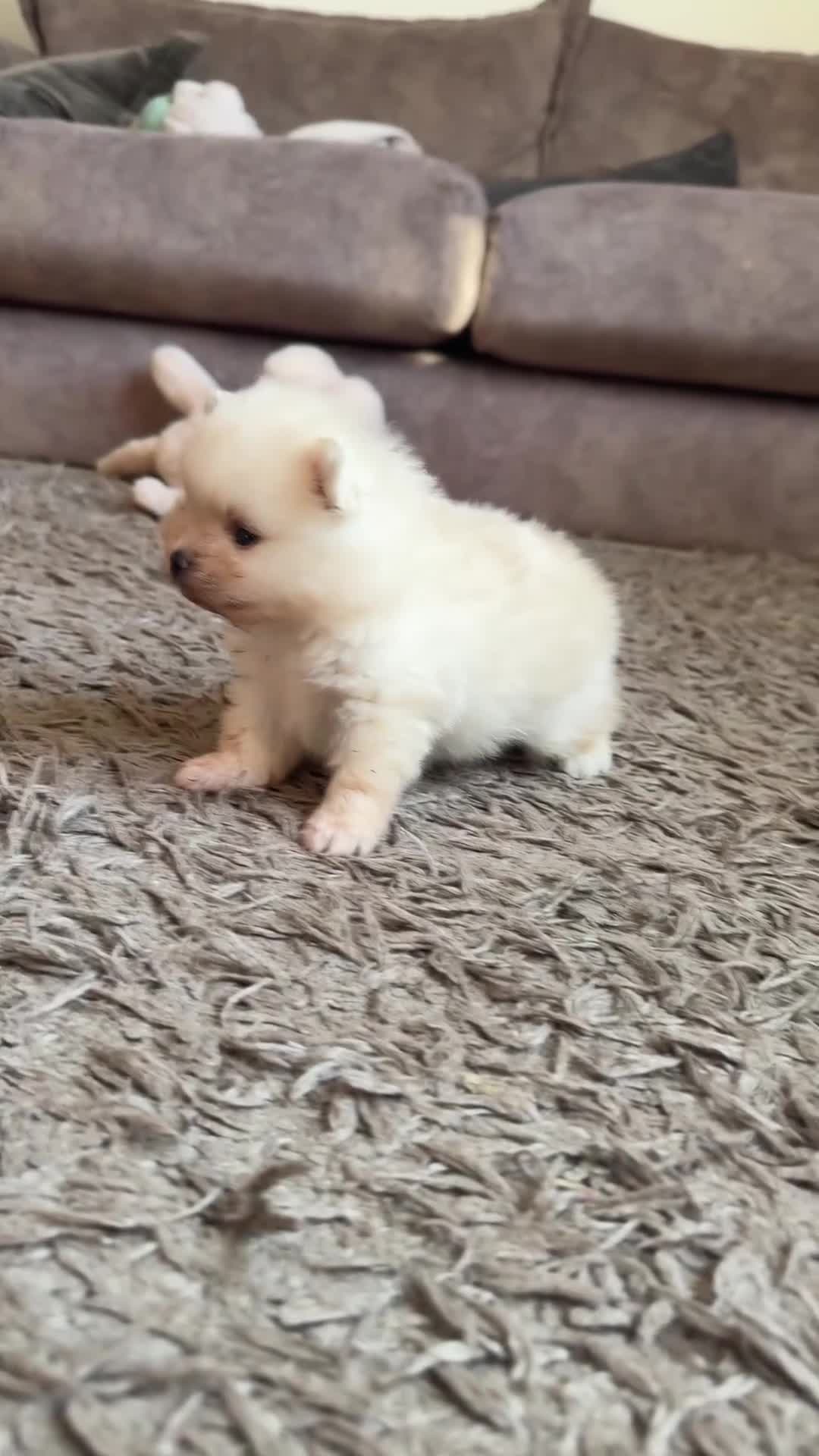 Pomeranian dogs for sale: Stunning White Female Pomeranian Puppy Available - Video 2