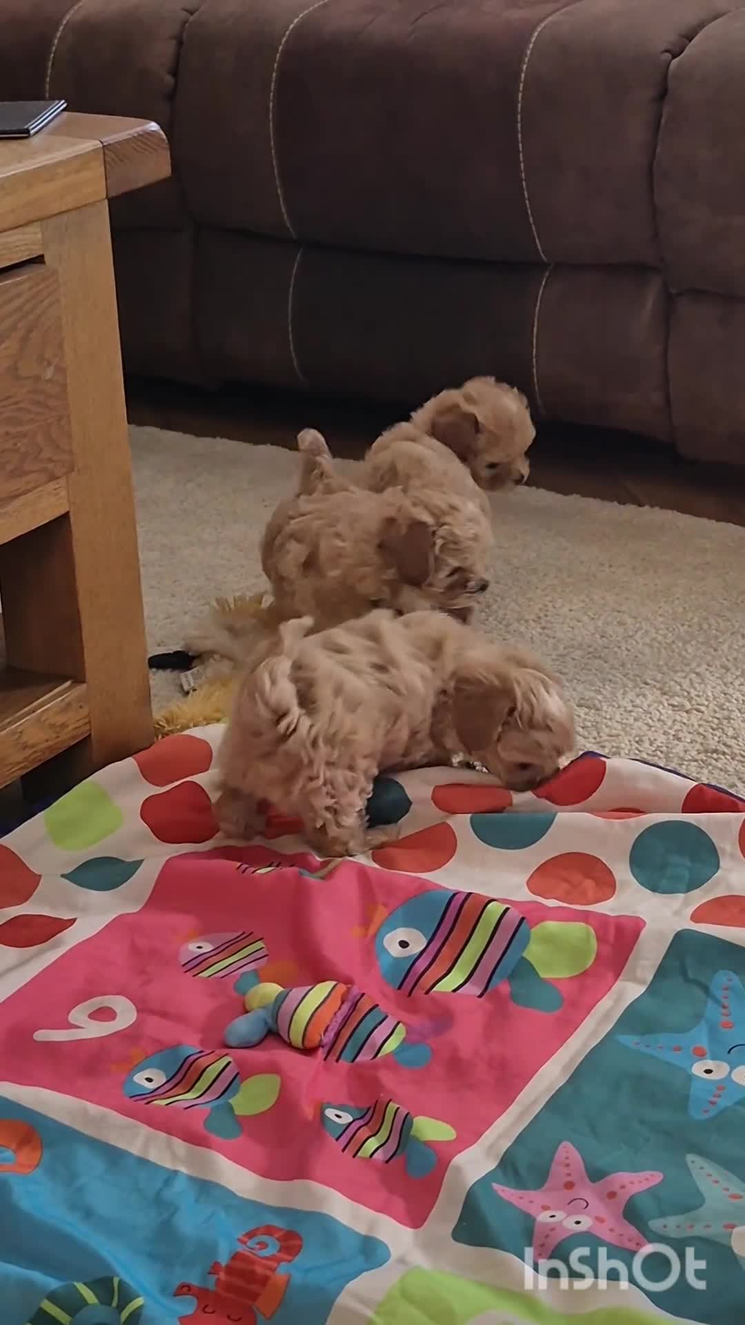 Maltipoo dogs for sale: Stunning Toy Asian & Korean F1 Maltipoo Apricot - Video 2