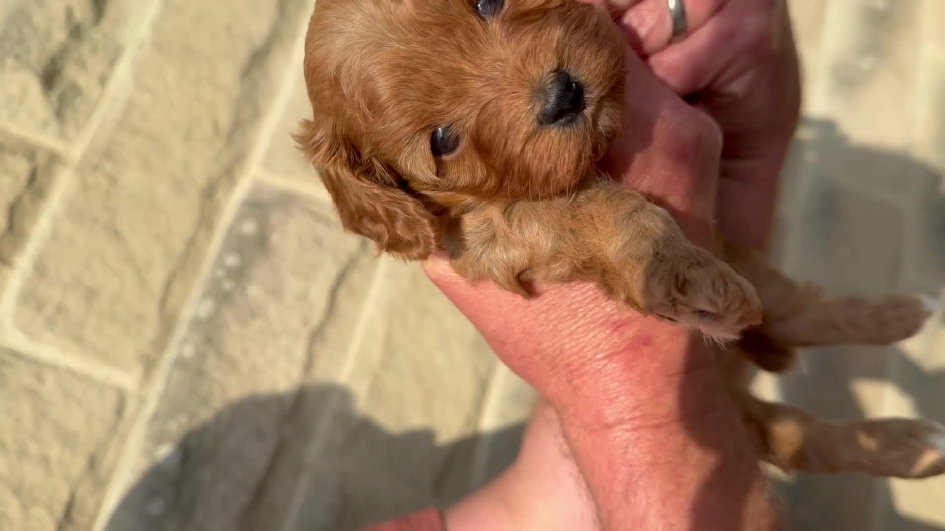 Cavapoo dogs for sale: Fox Red F1 Cavapoo’s - Video 1