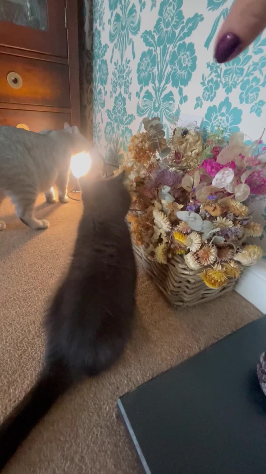 British Shorthair cats for sale: British shorthair chocolate brown mocha kitten - Video 2