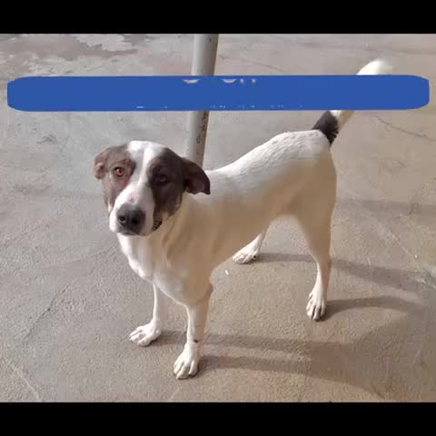 Mixed Breed dogs for adoption: Sven, 1.5 yrs approx.Available for adoption. - Video 1