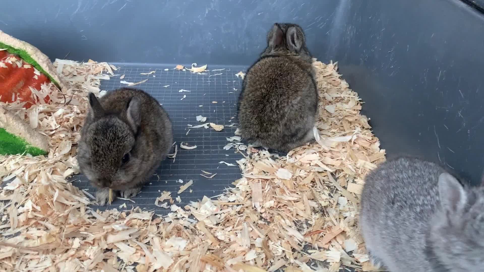 Netherland Dwarf rabbits for sale: Gorgeous Netherland Dwarf Rabbits - Ready in Sept - Video 1