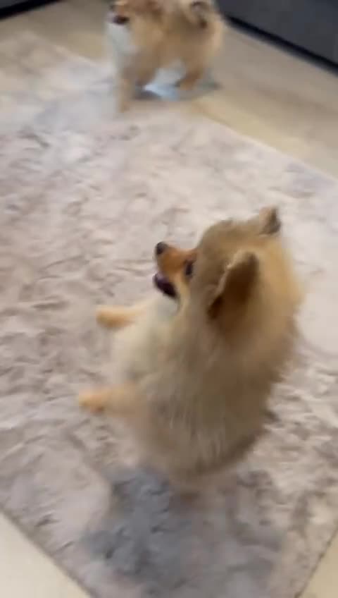 Pomeranian dogs for sale: 🐾 Last 2 Pomeranian Puppies Available! 🐾  - Video 1