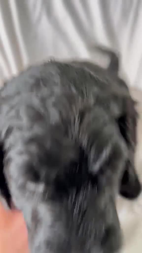 Newfypoo dogs for sale: 8 Beautiful F1 Newfypoo Puppies  - Video 3