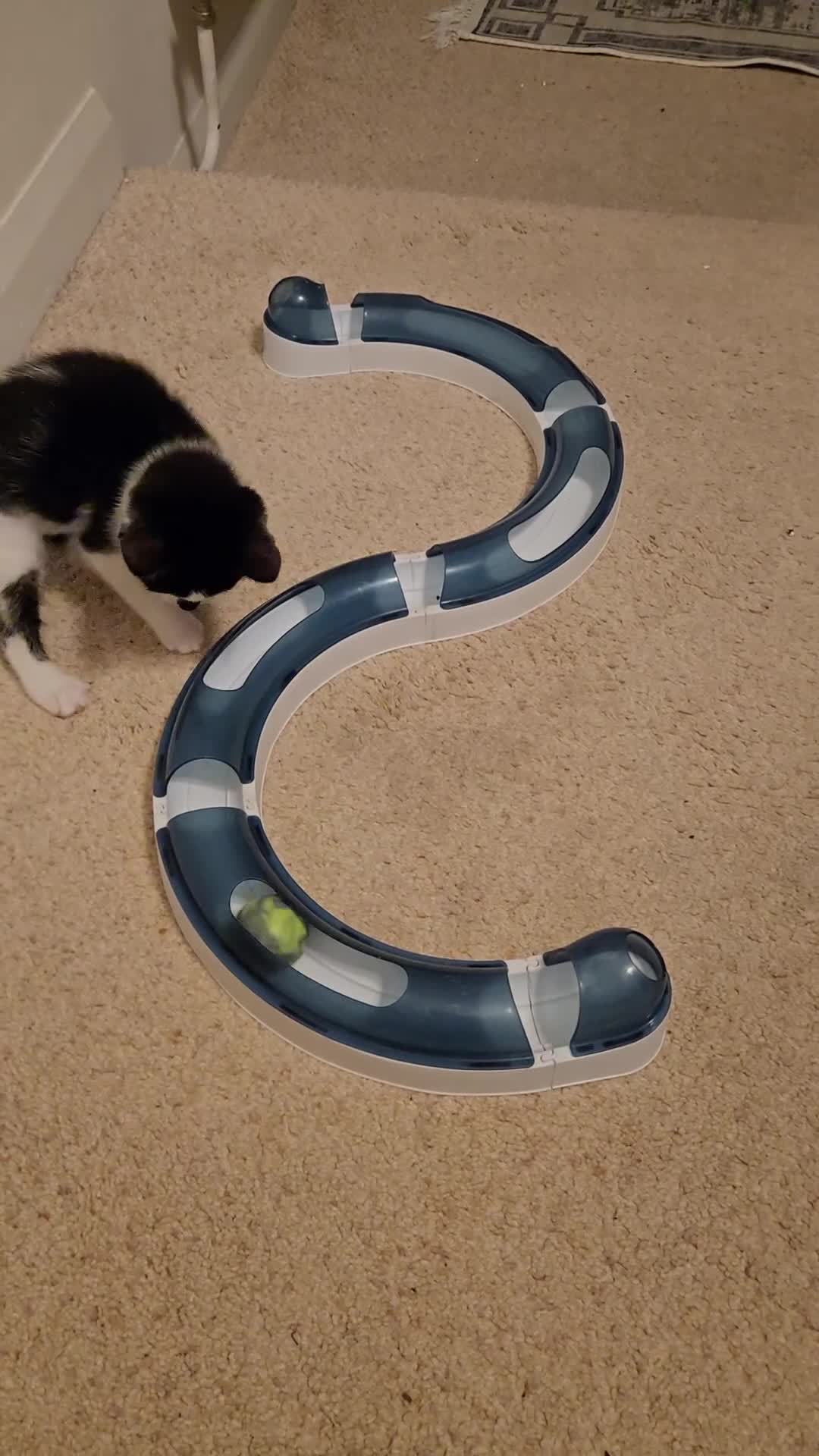 Mixed Breed cats for sale: 3 beautiful playful kittens ready for rehome - Video 1