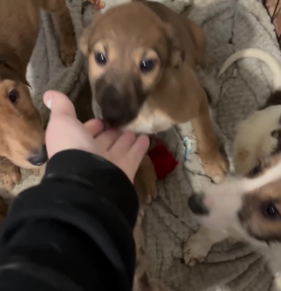 Lurcher dogs for sale: 1 boy still available  - Video 1