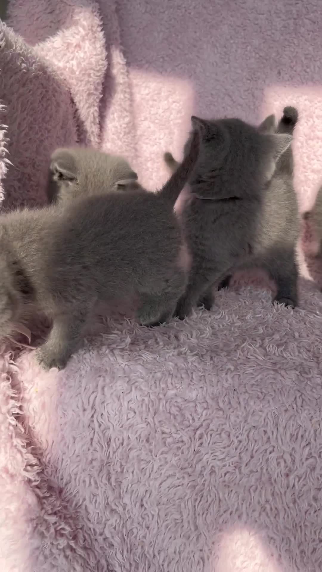 British Shorthair cats for sale: **5 Chunky pure breed BSH Kittens for sale** - Video 1
