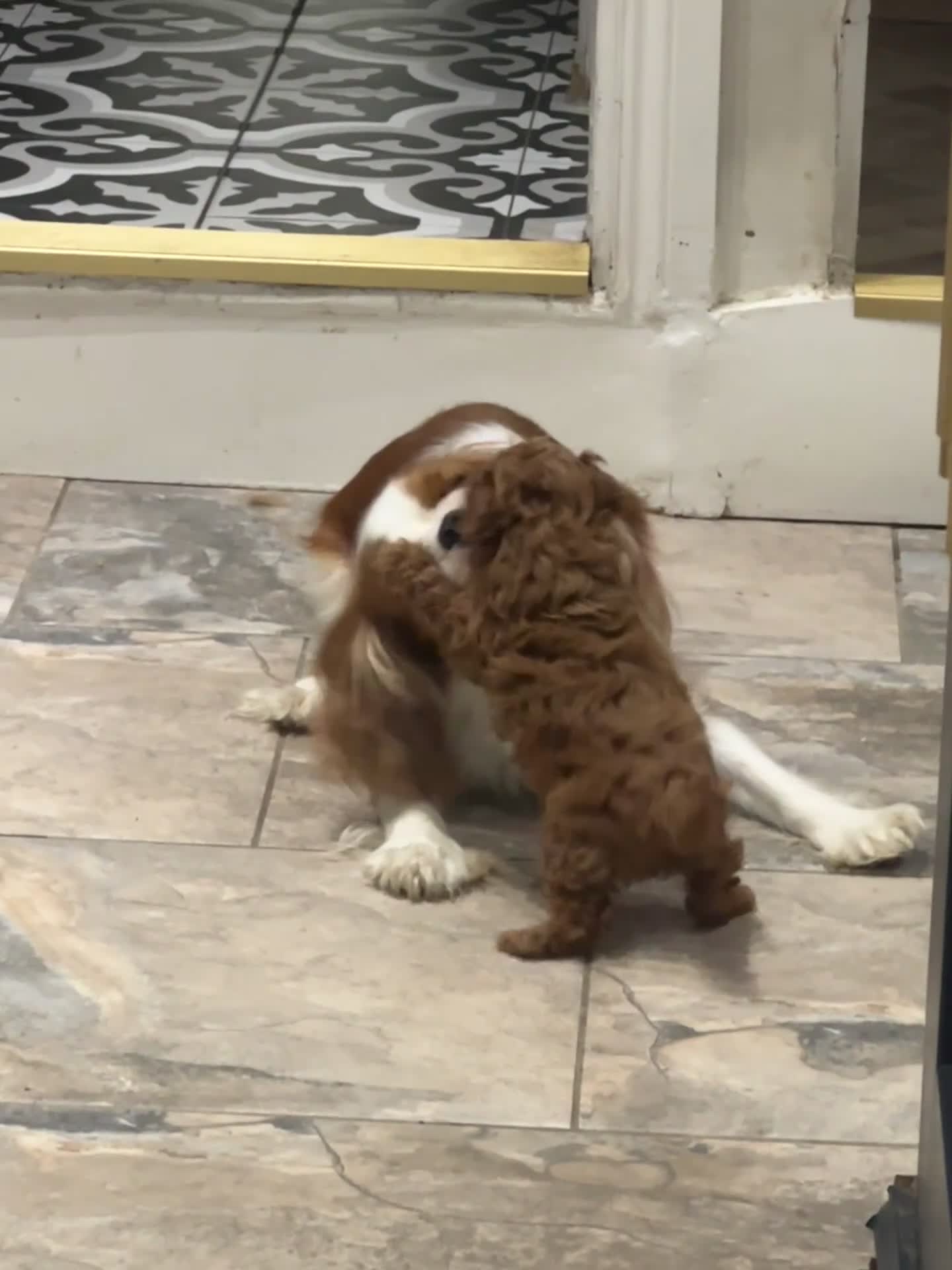 Cavapoo dogs for sale: Stunning Boy F1 Cavapoo Puppy (Licenced Breeder)  - Video 1