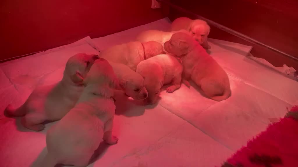 Labrador Retriever dogs for sale: Show bred Labrador puppies (parents health tested) - Video 1