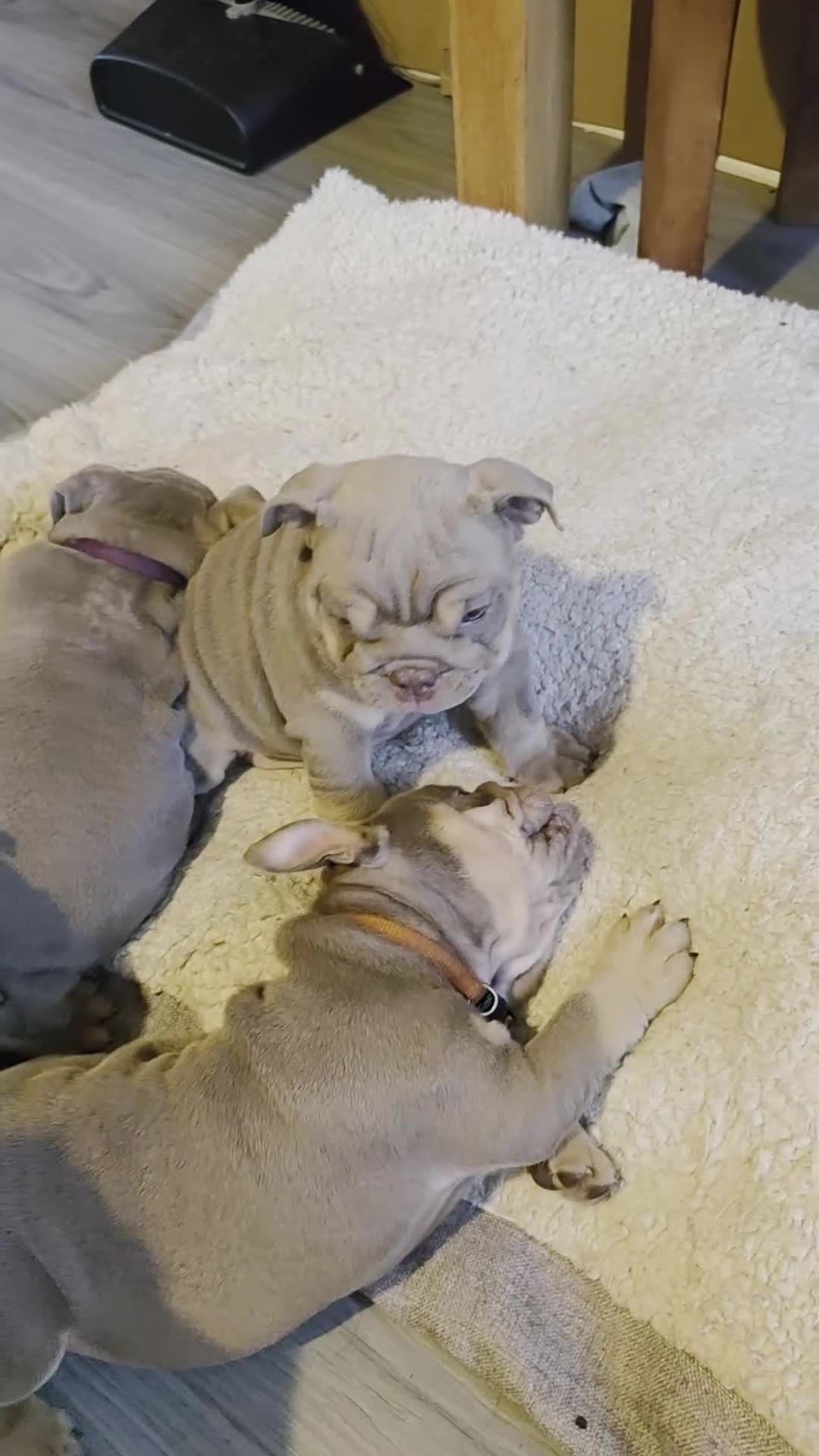 English Bulldog dogs for sale: Rare opportunity- grandpups of Burleybullz Nemesis - Video 2