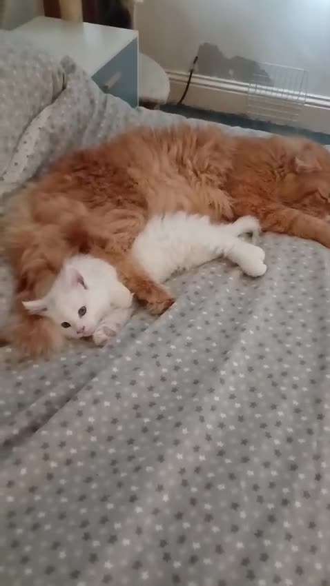 Maine Coon cats for sale: Stunning XL Maine Coon kittens - Video 1
