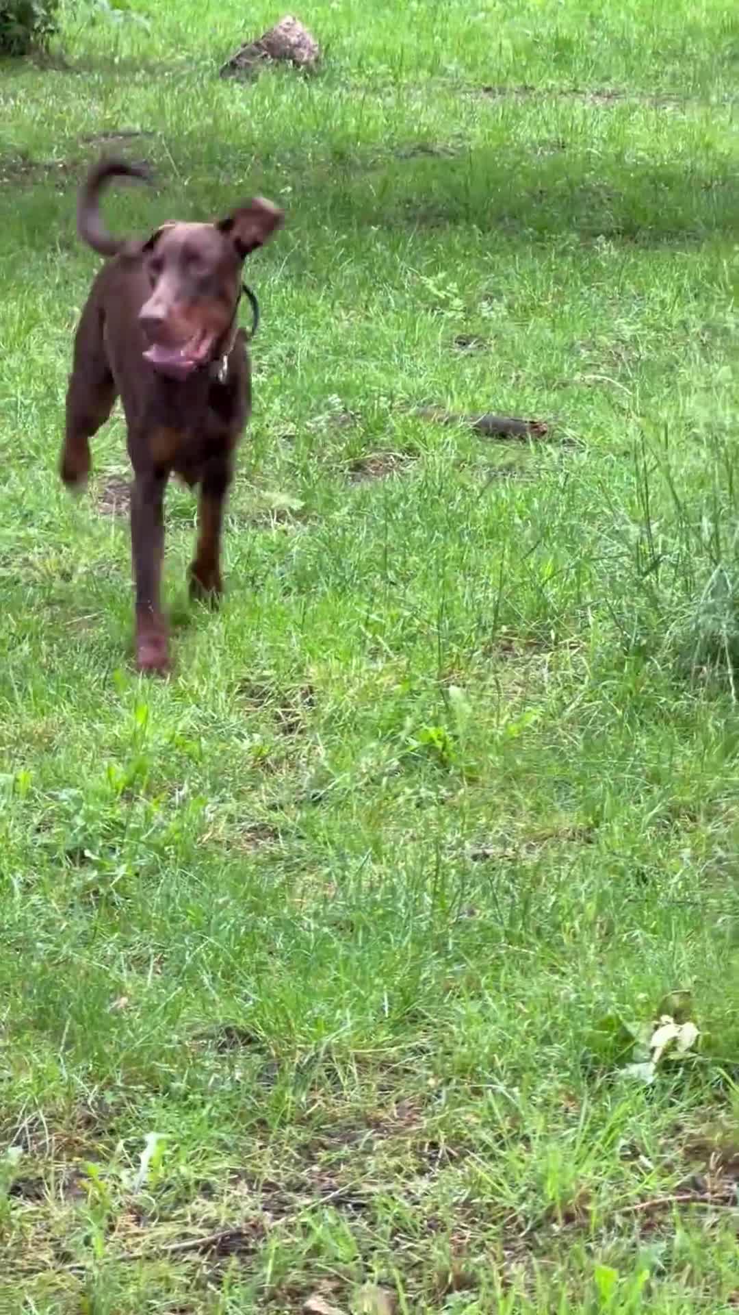 Dobermann dogs for sale:  Beautiful Doberman boy - Kc registered  - Video 1