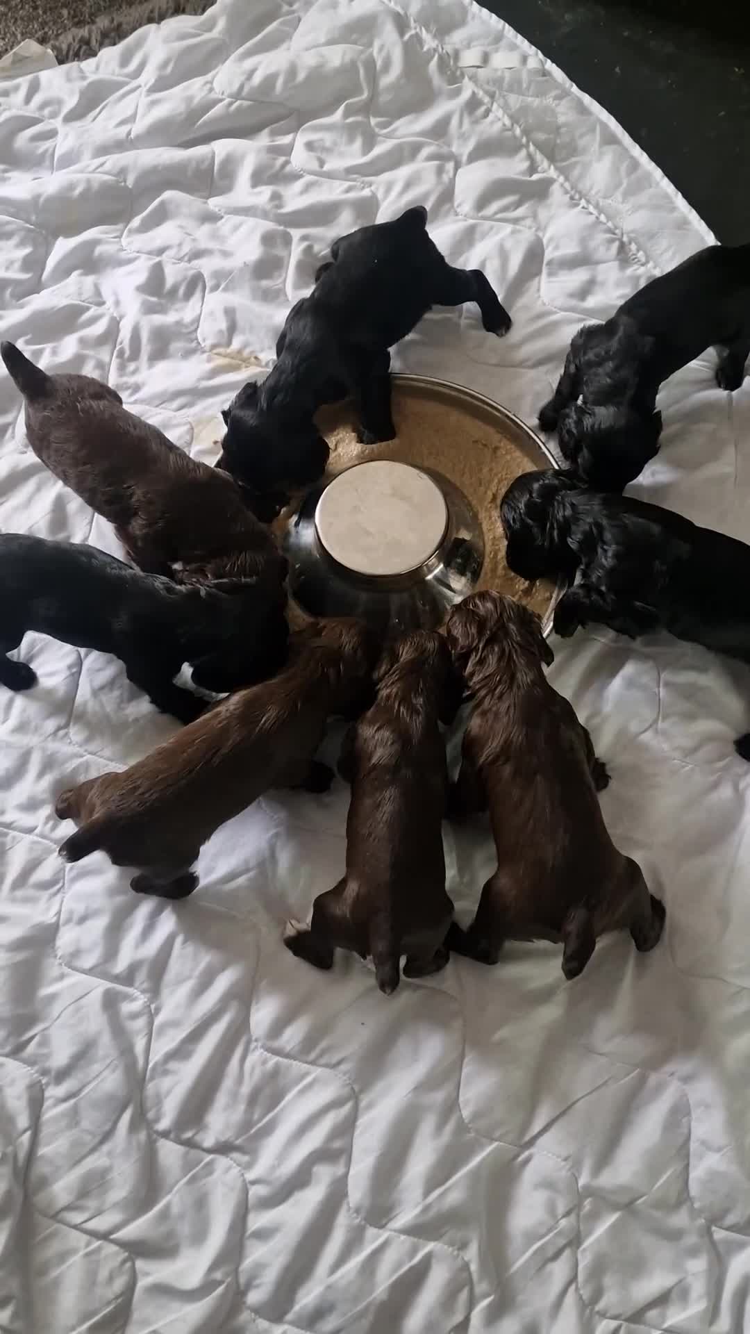 Cocker Spaniel dogs for sale: Beautiful Cocker Spaniel pups  - Video 1
