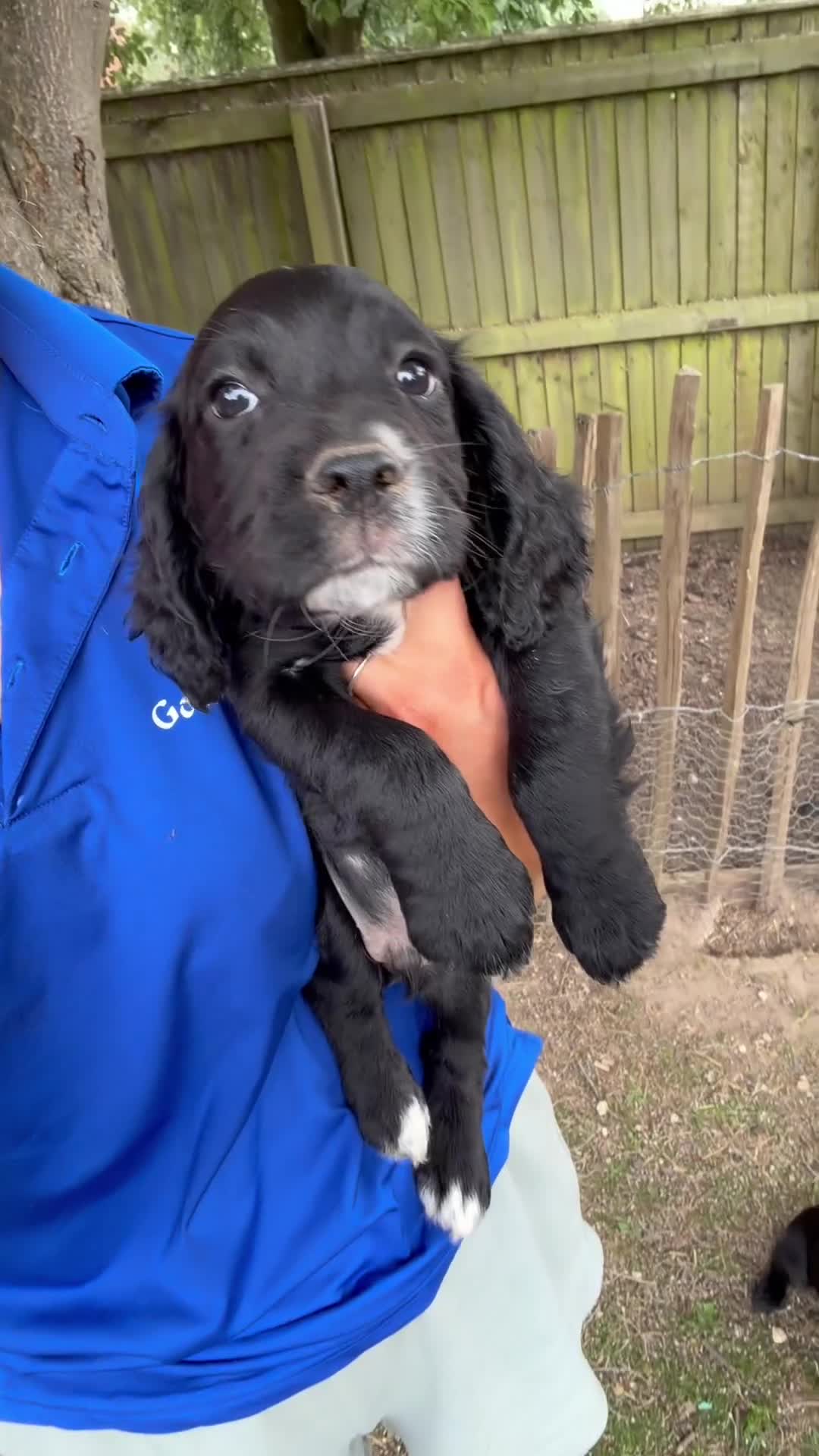 Cocker Spaniel dogs for sale: Working Cocker Spaniels  - Video 2