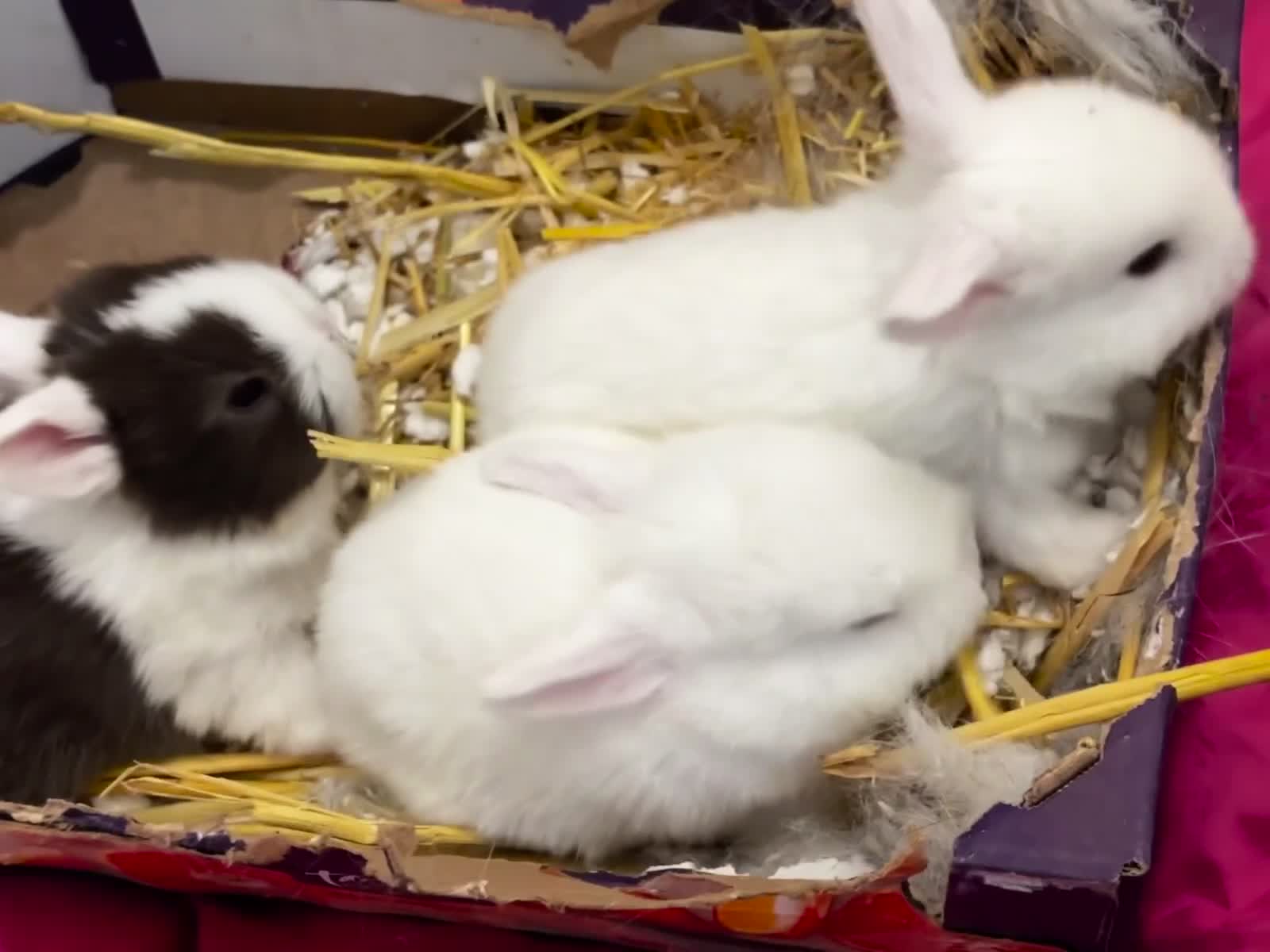 Mini Lop rabbits for sale: mini lops bucks and babies  - Video 1