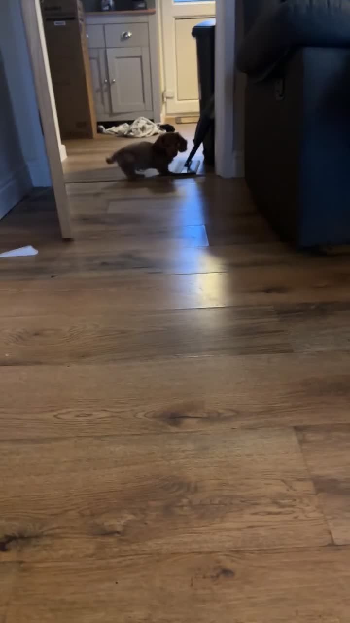 Miniature Dachshund dogs for sale: Re homing our 10 week old chocolate dapple male - Video 1