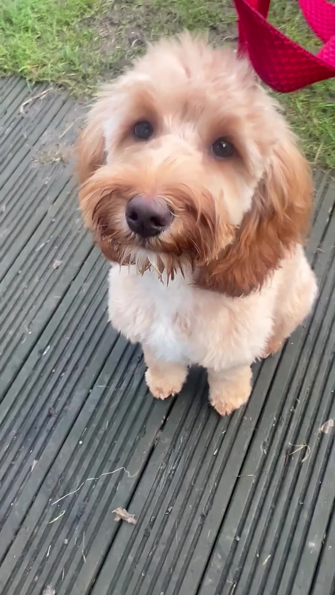 Cockapoo dogs for sale: Meet Teddy – Beautiful 1-Year-Old Cockapoo 🐾 in Romford - Video 1