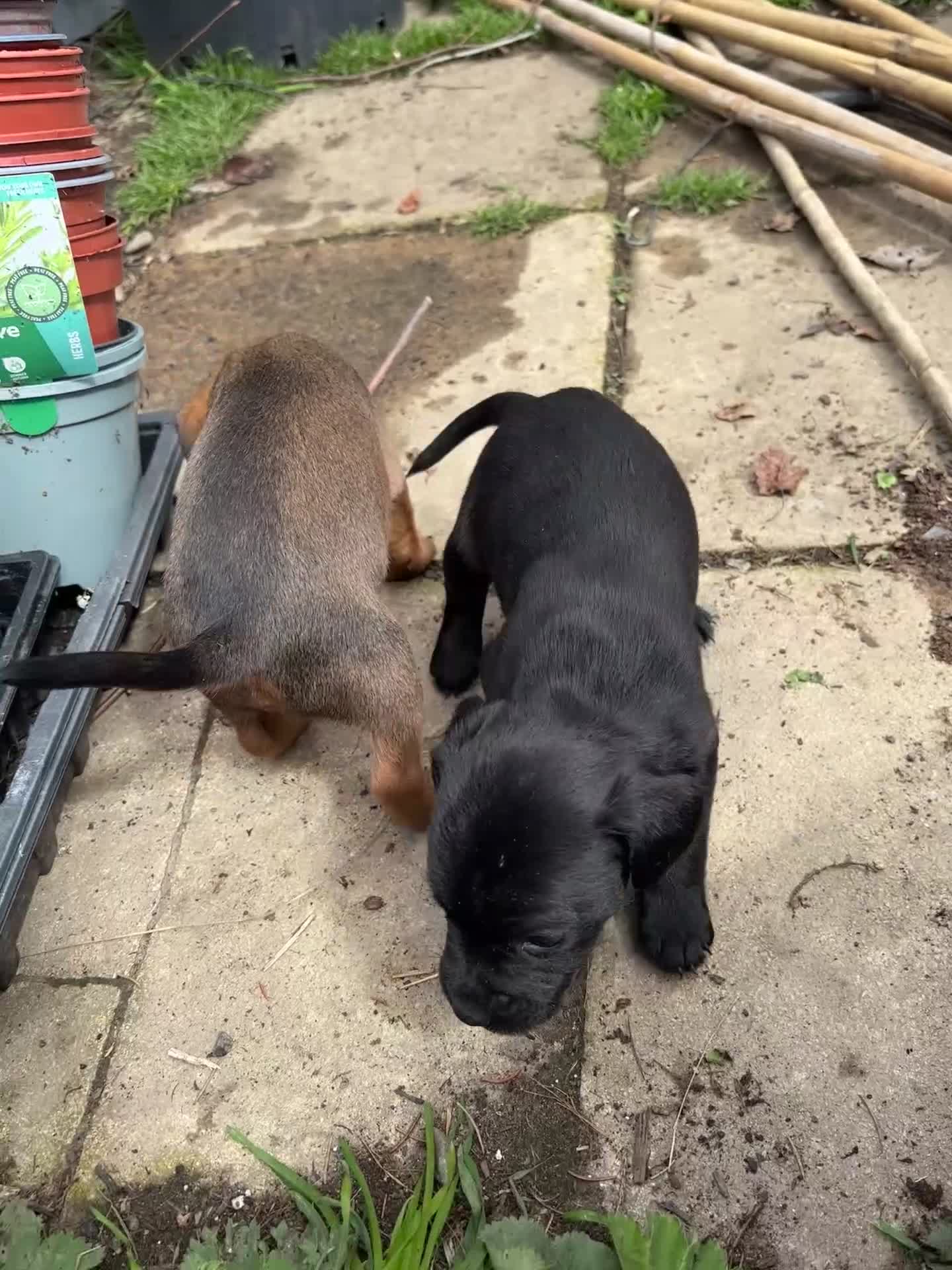 Mixed Breed dogs for sale: Cocker Spaniel/Patterdale terrier  in Killin - Video 3