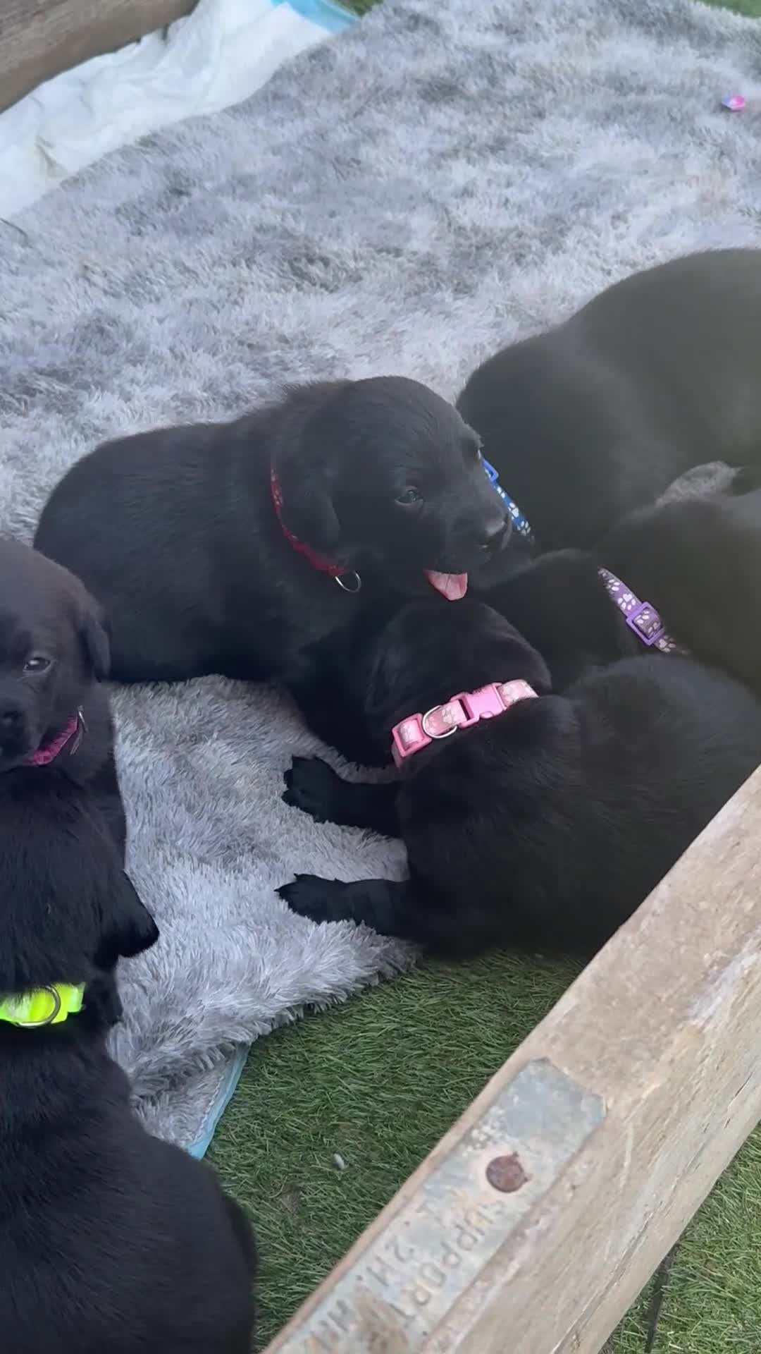 Labrador Retriever dogs for sale: Black labradors  - Video 2