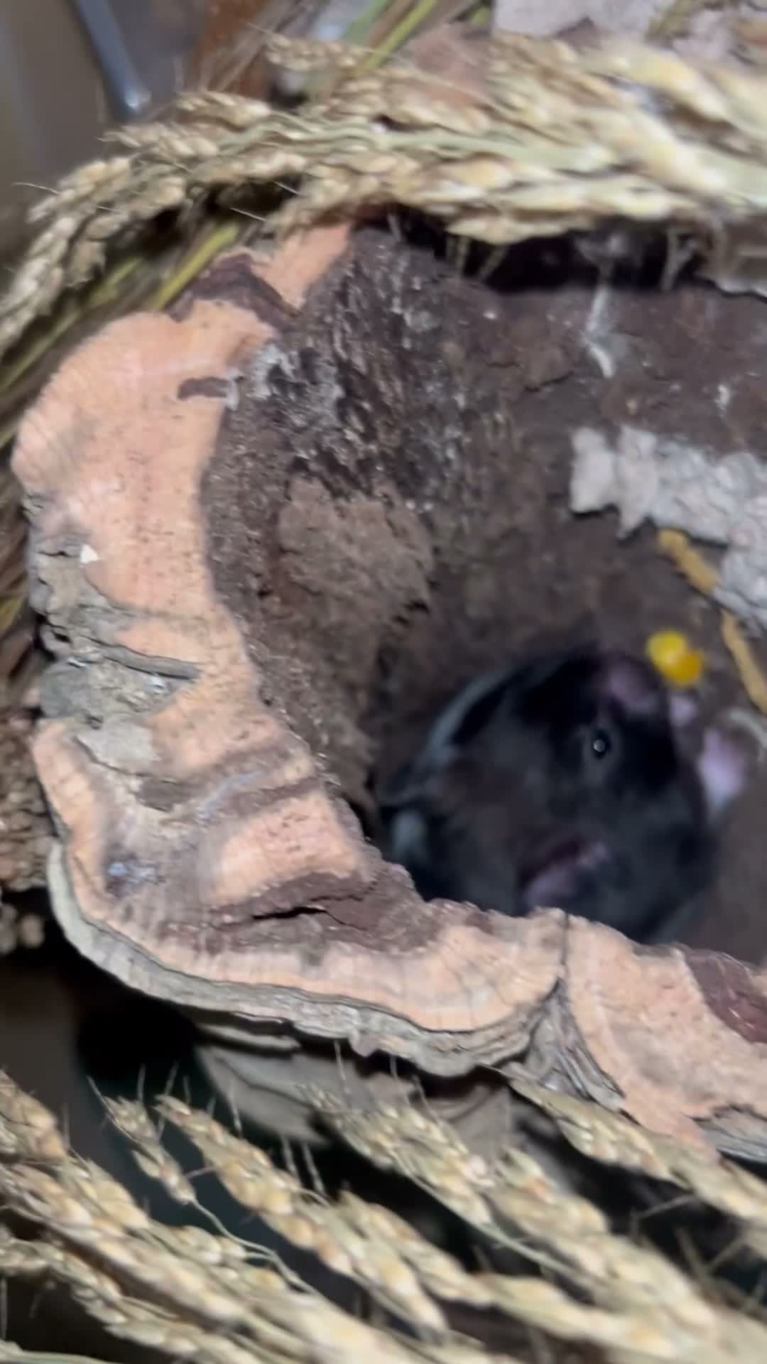 Hamster rodents for sale: MALE SYRIAN HAMSTER (WITH ENCLOSURE) - Video 4