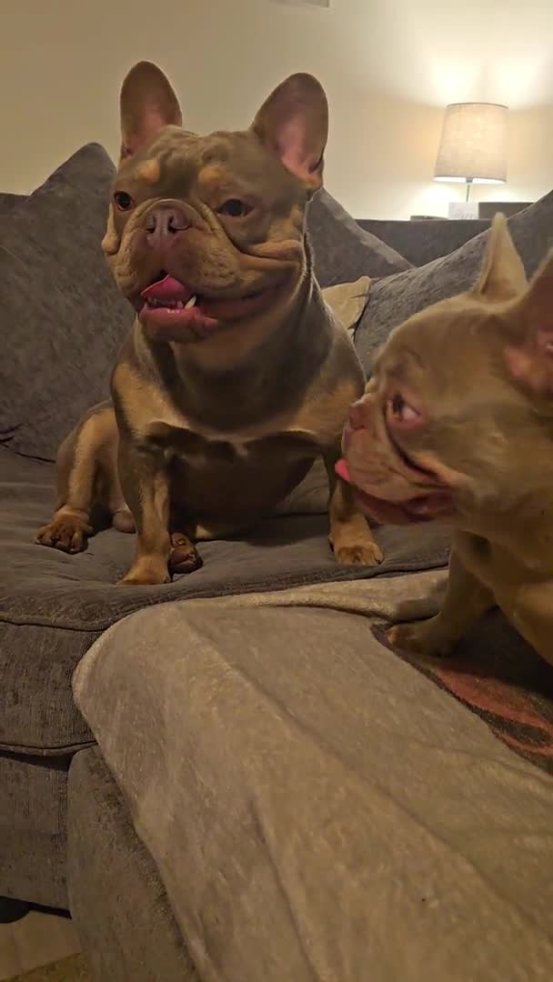 French Bulldog dogs for stud: 🦍SHORTTY🦍 SPECIAL OFFER WON'T GET CHEAPER 🔥🔥 in Northampton - Video 3