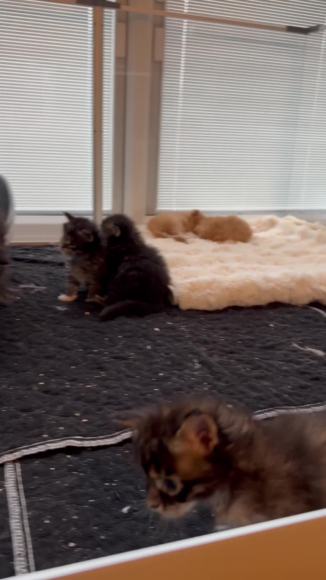 Maine Coon cats for sale: GCCF registered Dog 🐶 Friendly  - Video 2