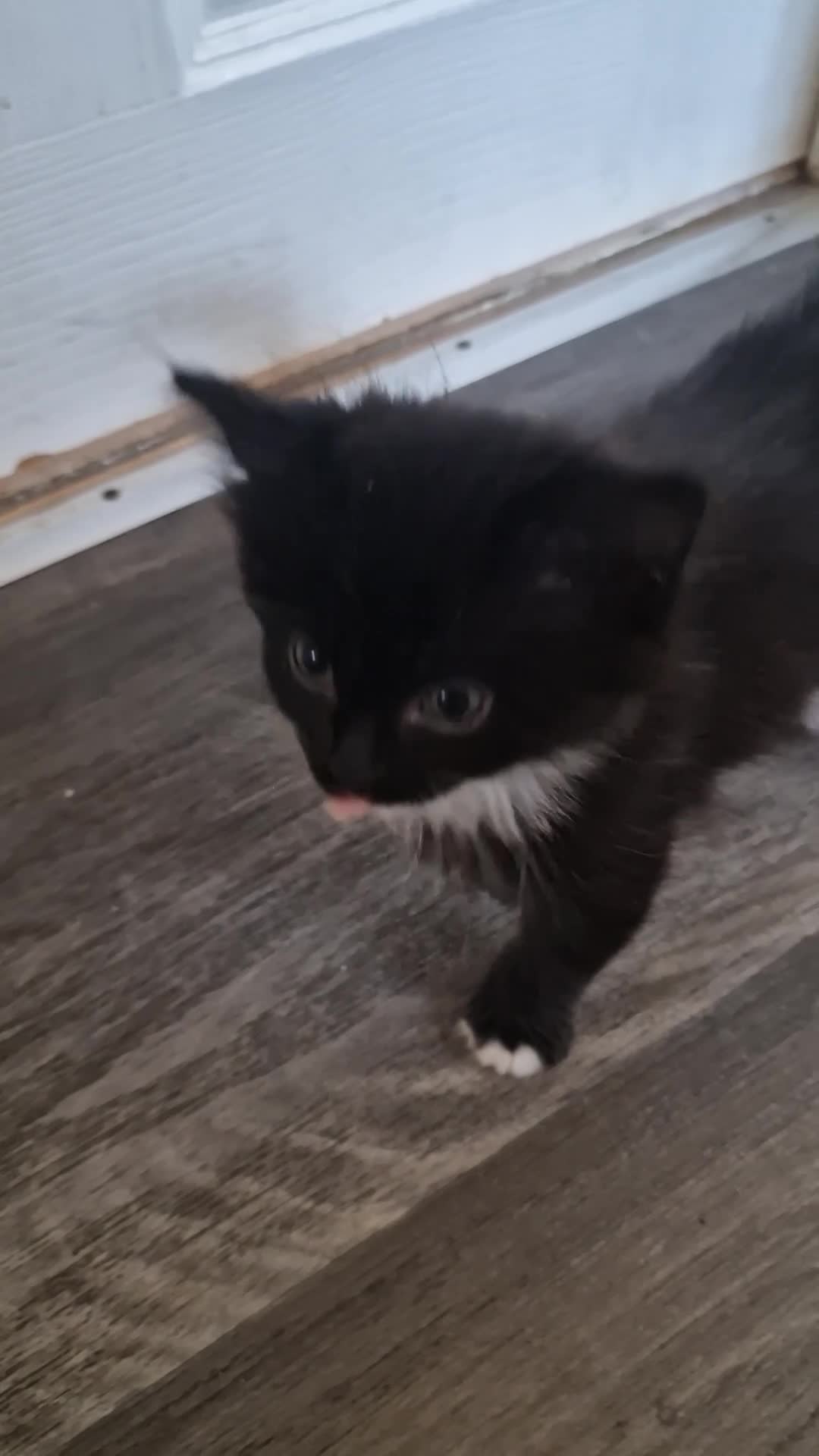 Mixed Breed cats for sale: Beautiful Kittens Looking for Loving Homes - Video 1