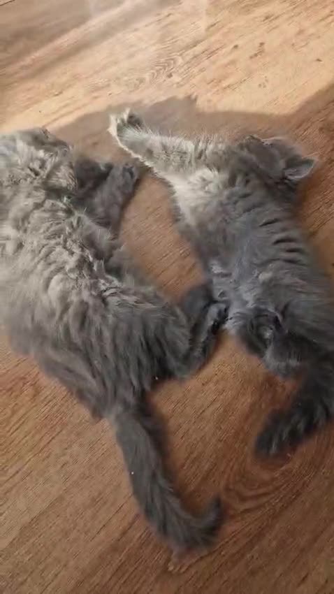 British Longhair cats for sale: Gorgeous Blue British longhair kittens - Video 2