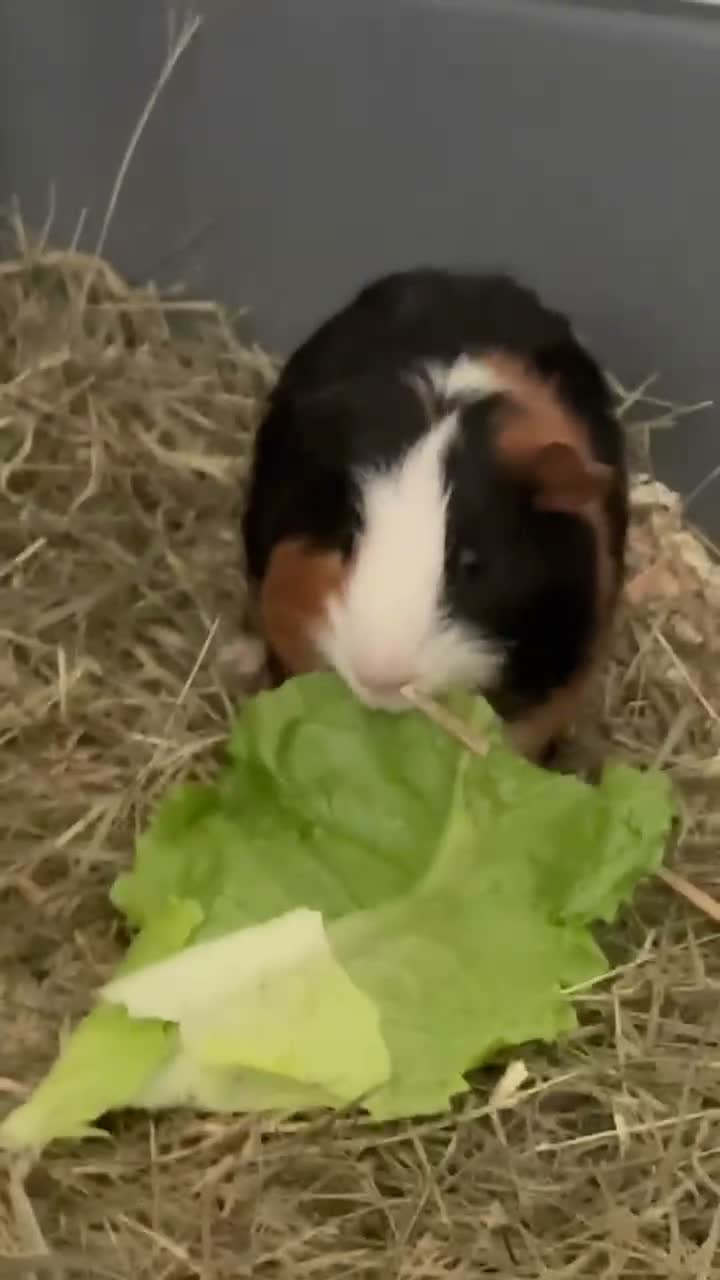 Guinea Pig rodents for sale: guinea pig in Birmingham - Video 2
