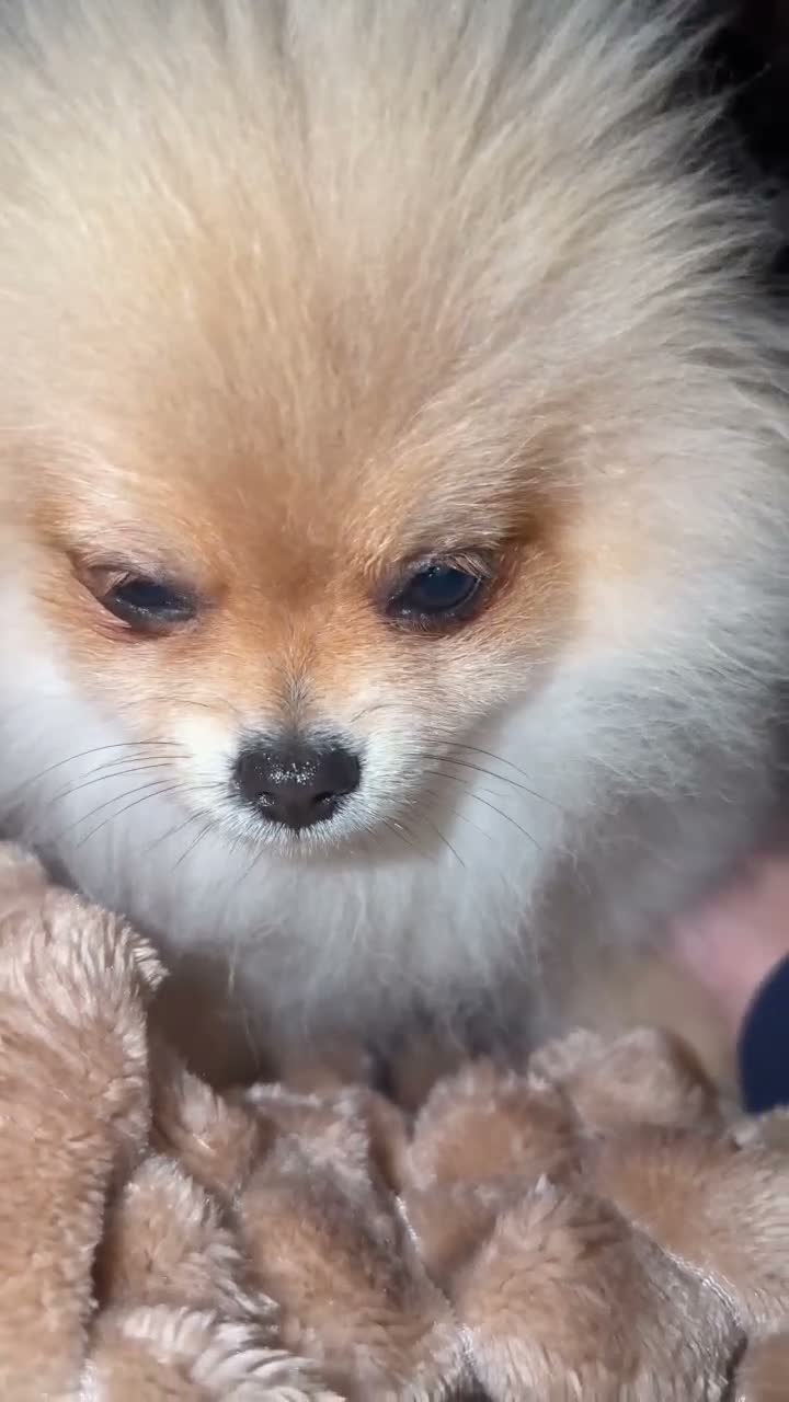 Pomeranian dogs for sale: KC REG  **  POMERANIAN PUPPIES AVAILABLE 💙💙💖 in Stockton-on-Tees - Video 2