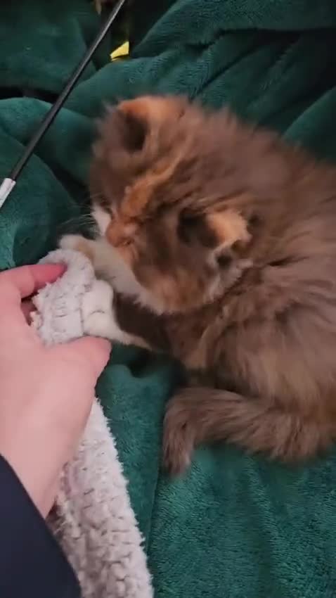 Persian cats for sale: Rare Brown Calico Persian Kitten - Video 4