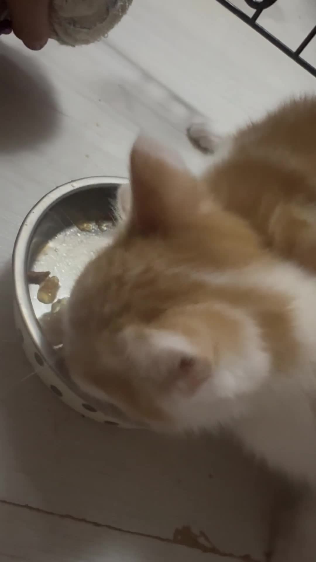 Mixed Breed cats for sale: Only 3 kittens left! - Video 1