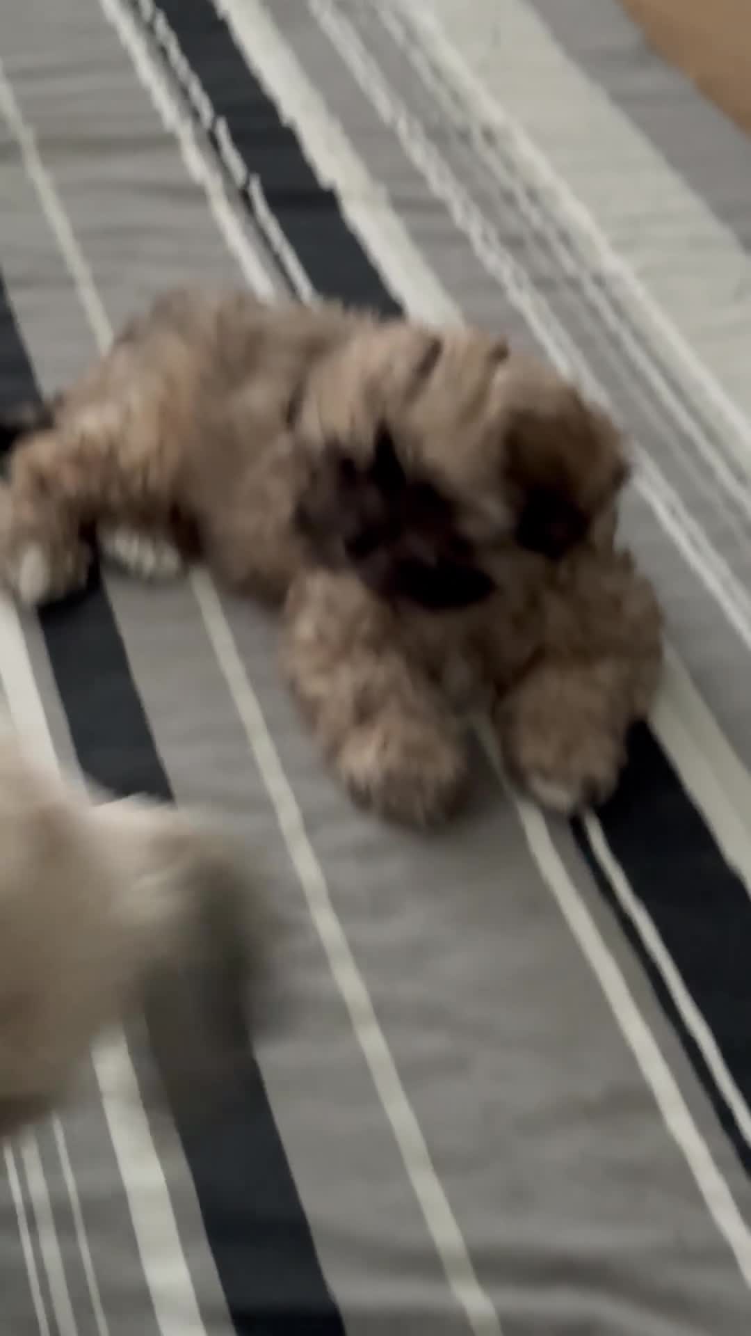 Shih Tzu dogs for sale: ShihTzu Puppy - Video 1