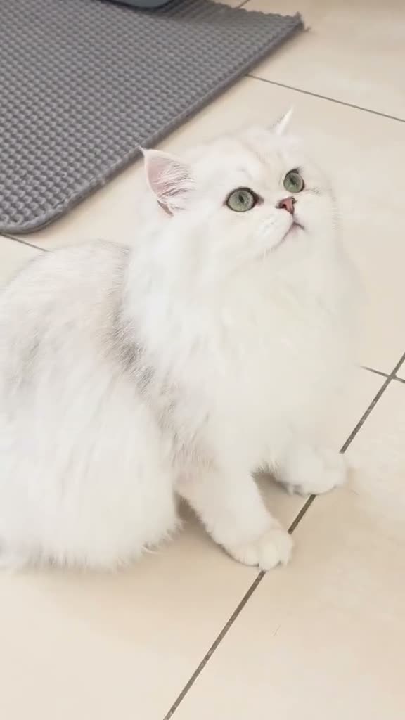 British Longhair cats for sale: Stunning British Longhair Kittens – Champion  - Video 4