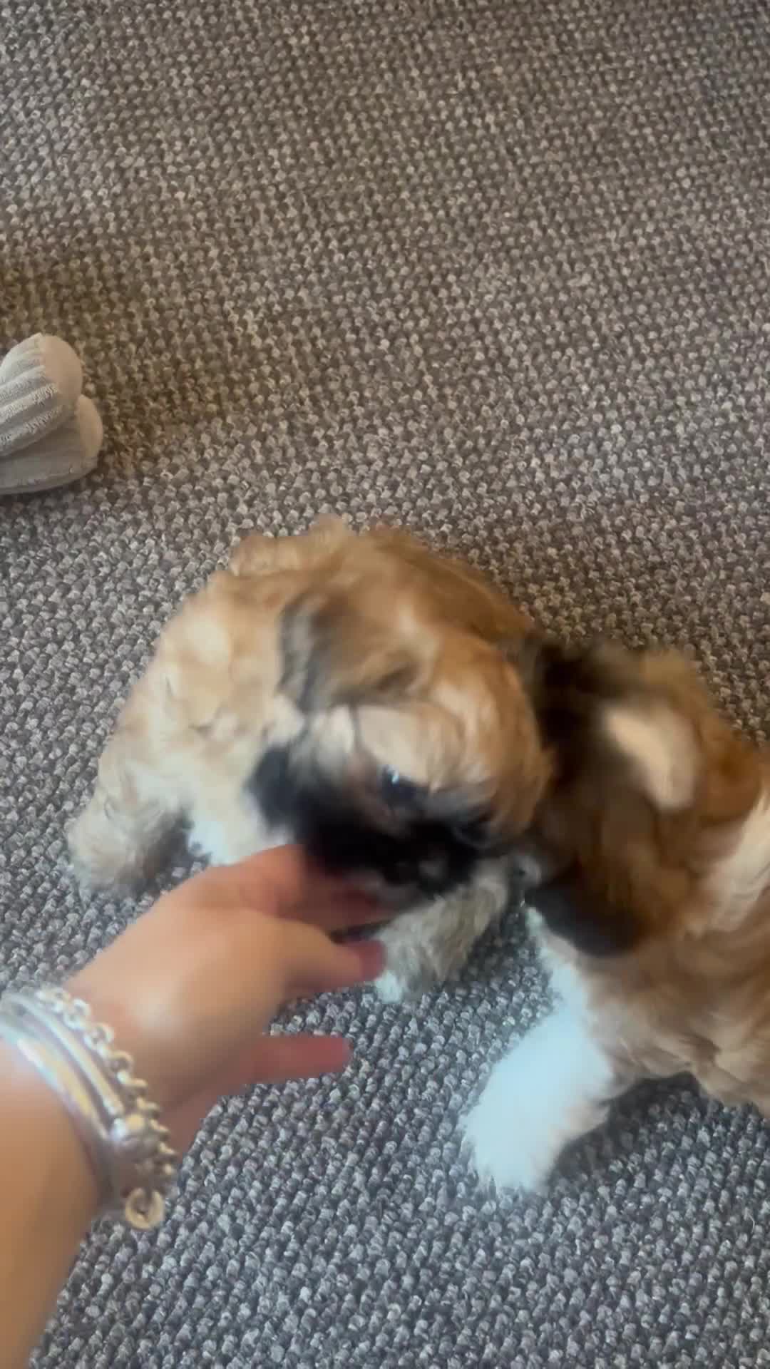 Shih Tzu dogs for sale: Available now! 1 Gorgeous little boy left🥰 - Video 3