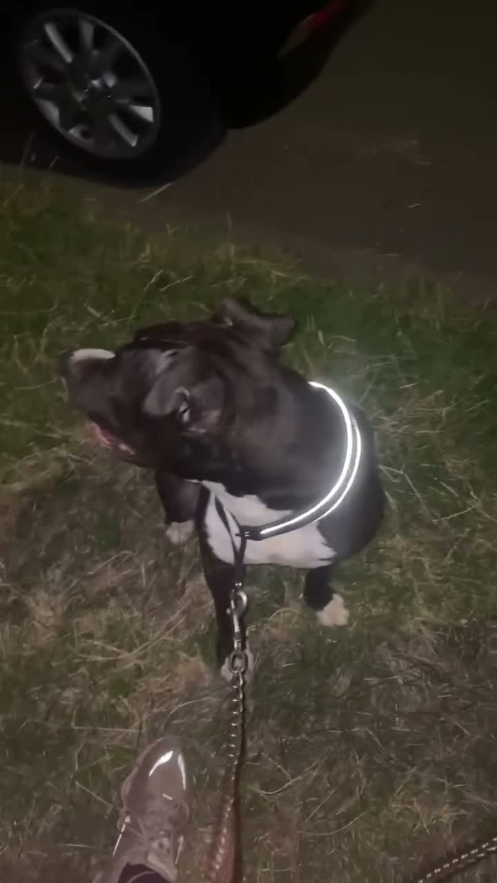 Mixed Breed dogs for sale: Standard American Bully x American Staff - Video 1