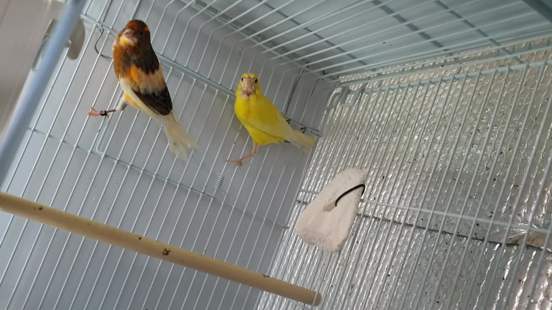 Canaries birds for sale: Canaries for sale  - Video 2