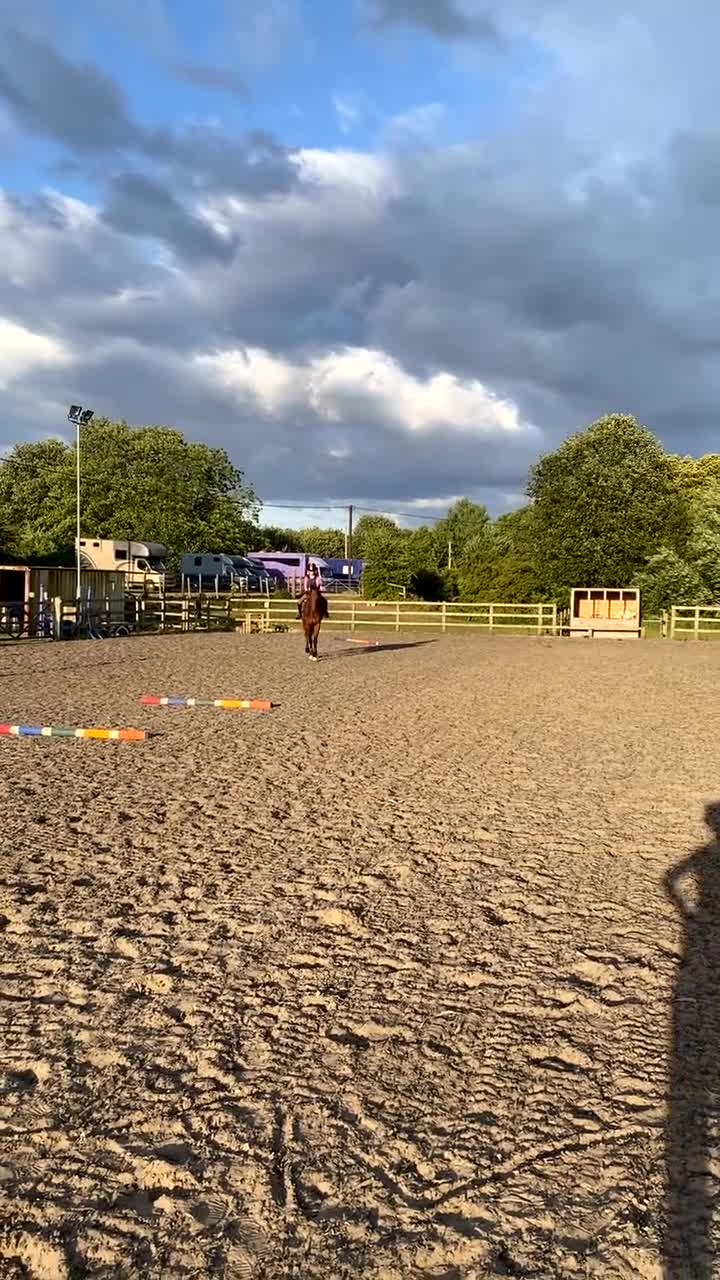 Irish Thoroughbred horses for sale: Freddy measuring between 15.2 and 15.3 - Video 1