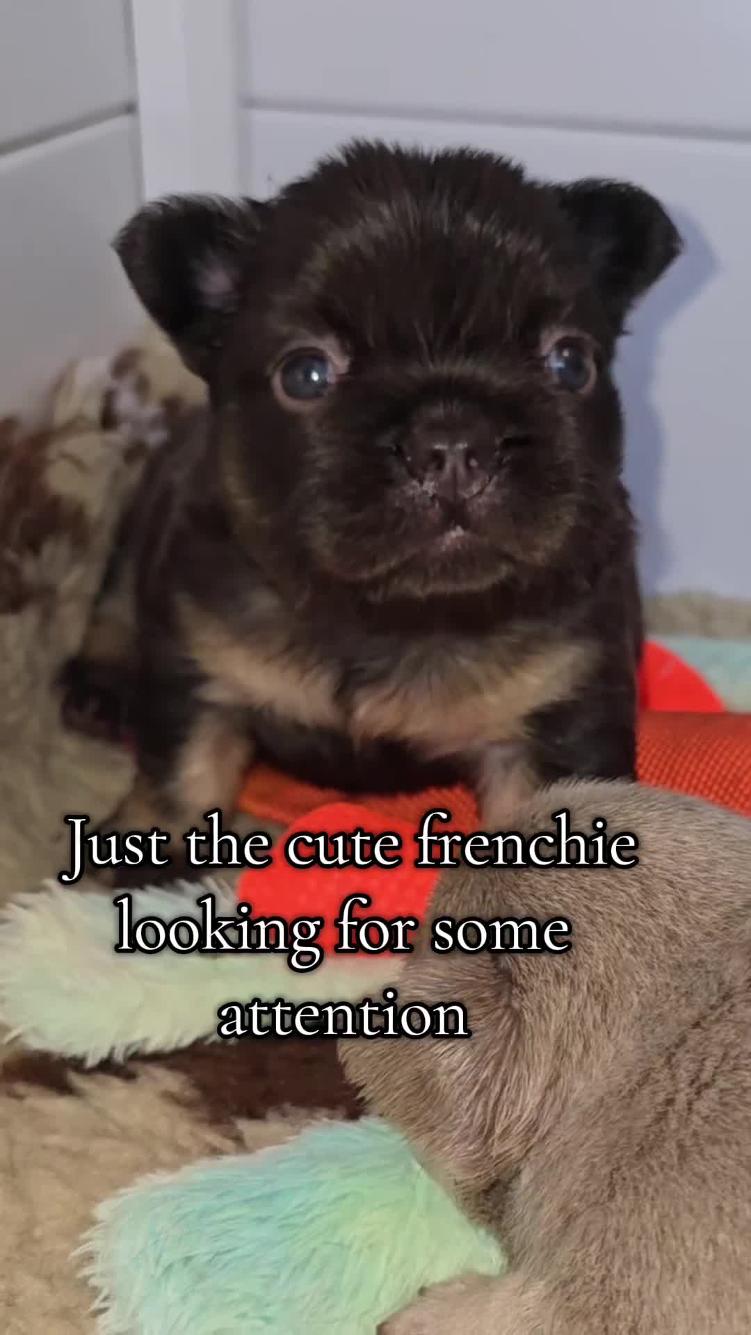 French Bulldog dogs for sale: ⭐️ QUALITY FRENCH BULLDOG PUPPIES ⭐️ - Video 3