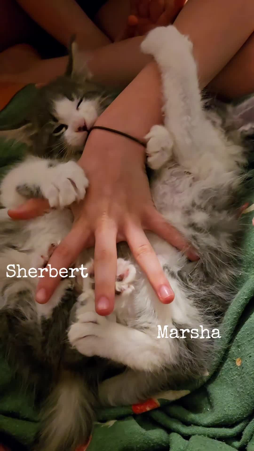 Maine Coon cats for sale: *Reduced for last boy*  - Video 3