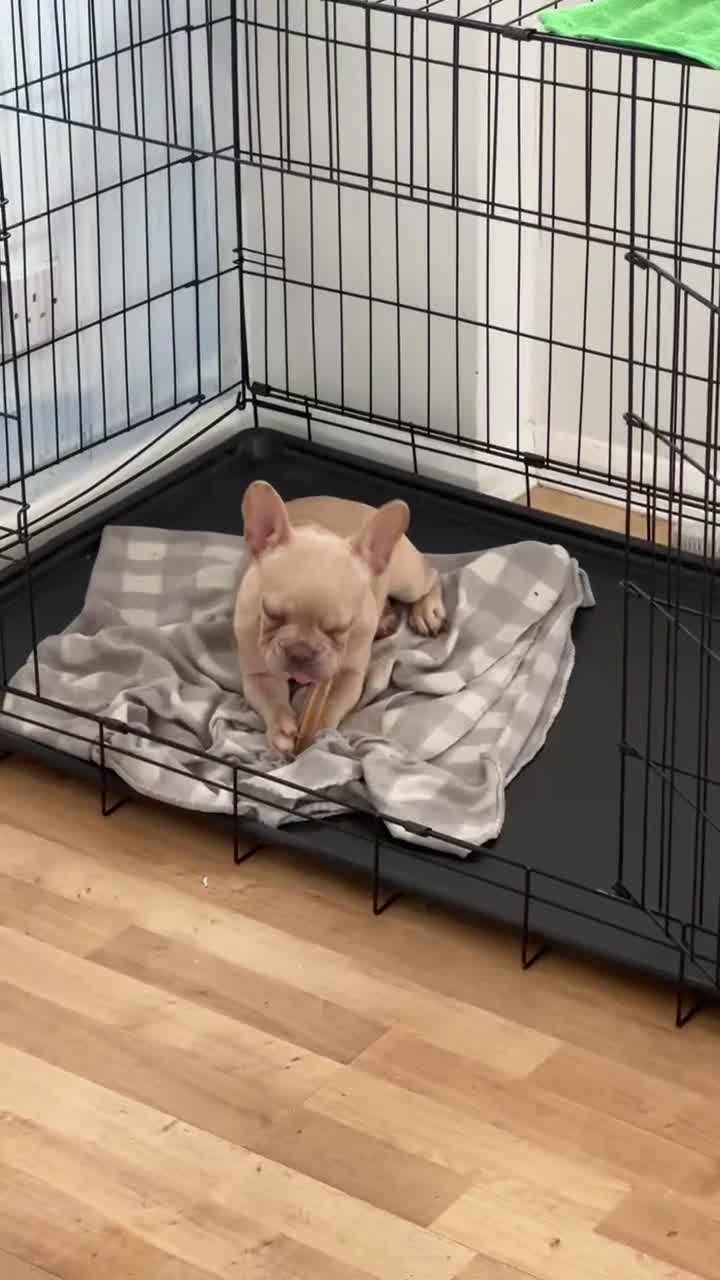 French Bulldog dogs for sale: Adorable 3.5-Month-Old Fawn & Cream French Bulldog - Video 1