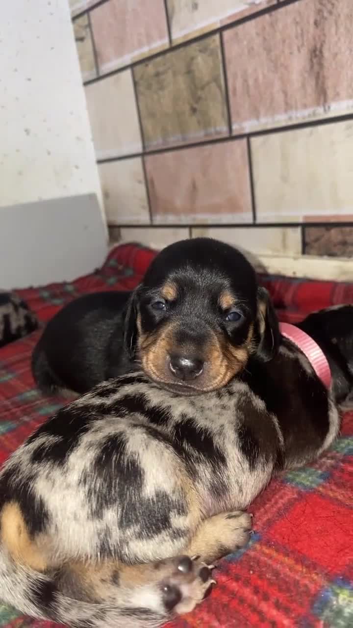 Dachshund dogs for sale: Dachshund pups 3 boys left  in Bootle - Video 1